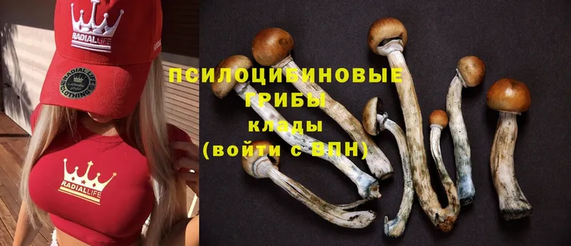 мега вход  Озёры  Псилоцибиновые грибы Cubensis  магазин продажи наркотиков 